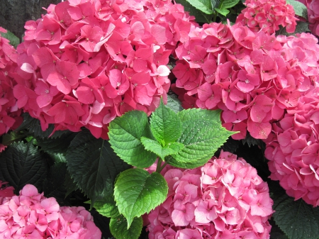 Flowers mid-summer 56 - red, photography, green, flowers, hydrangeas, garden