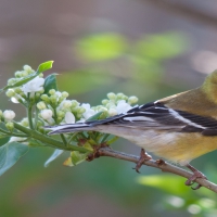 Goldfinch Bird Live in Pacific Northwest, Midwest and Eastern States