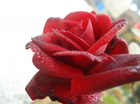 Rose - a, rose, flower, beautiful