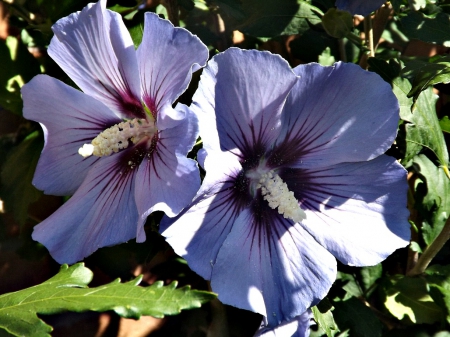 blue babies - huge, blue, flower, petals