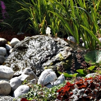 pretty water garden