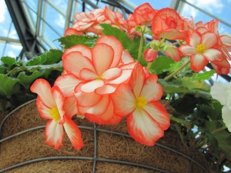 Flowers mid-summer 57 - photography, orange, green, basket, flowers