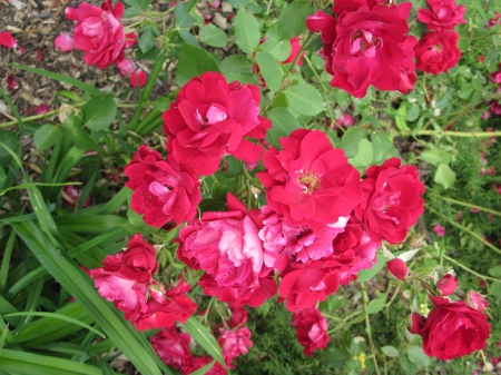 Flowers mid-summer 69 - roses, red, photography, green, flowers, garden