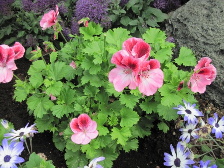 Flowers mid-summer 70 - pink, photography, green, flowers, garden