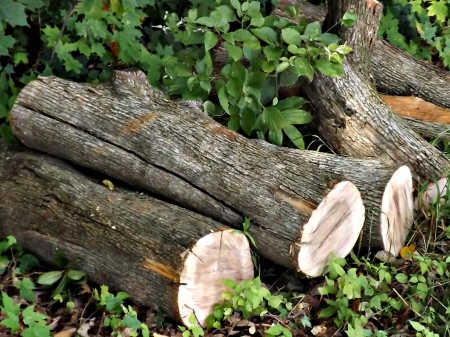 wooden logs - wood, bark, green, logs