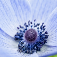 Blue poppy