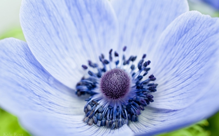 Blue poppy - poppy, summer, blue, macro, flower