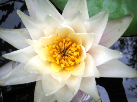 Water lily - white, nature, lily, water, flowers