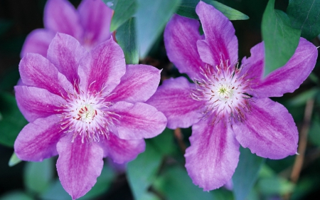 Beautiful flowers - flowers, petals, pink, nature