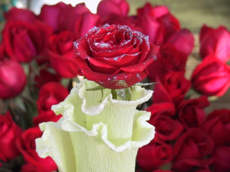 Red rose - flowers, red, petals, rose