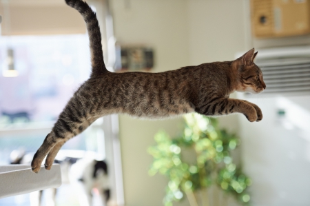 *** Jumping cat *** - cat, cats, animal, animals