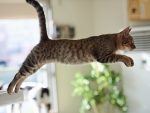 *** Jumping cat ***