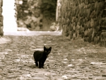 *** Little black kitten ***