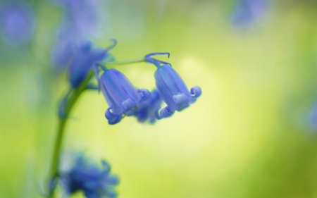 Flowers - awesome, flower, purple, green