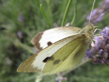 White Butterfly - insects, bugs, moths, butterflys