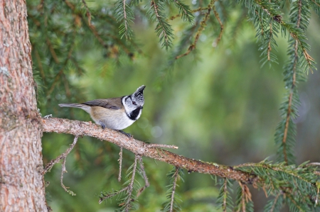 *** Bird *** - animal, animals, bird, birds