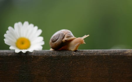 *** Snail *** - animal, snail, animals, flower