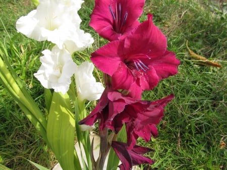 Irises - flora, petals, blooms, flowers, plants, irises