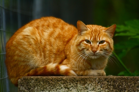 *** Ginger cat *** - cat, cats, animal, animals