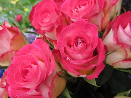 Loud Pink - roses, petals, pink, blooms, flowers, plants