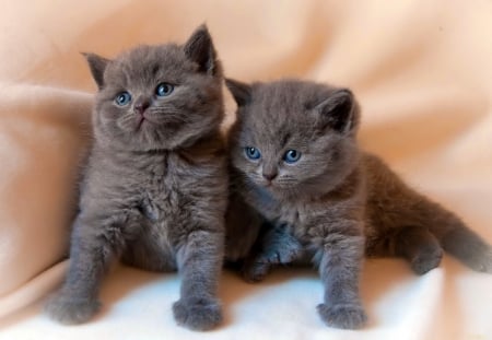 Kittens - beautiful, sweet, playing, grey, kittens, lvoely, cute, cats, friends, adorable, nice, kitties