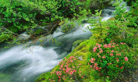 Forest stream - nice, stream, greenery, creek, calm, quiet, river, green, grass, branches, flow, shore, lovely, nature, forest, beautiful, flowers