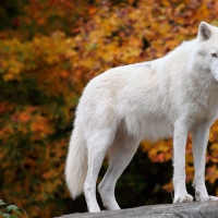 The Arctic Wolf