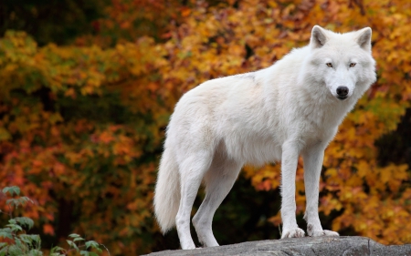 The Arctic Wolf - wolves, white, wildlife, predator, autumn