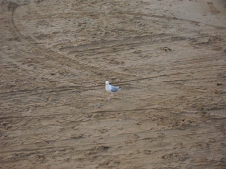 mouette - nature, mouette, animals, plage, birds