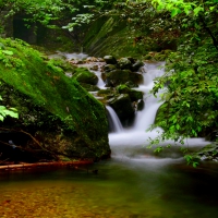 FOREST WATERFALLS