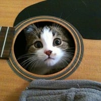 musical kitty