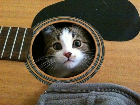 musical kitty - guitar, cats, musical, animals, kitty