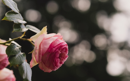 *** Pink rose *** - flowers, flower, nature, rose