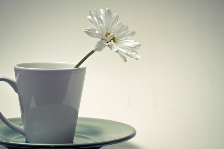 *** White daisy *** - flowers, white, flower, nature