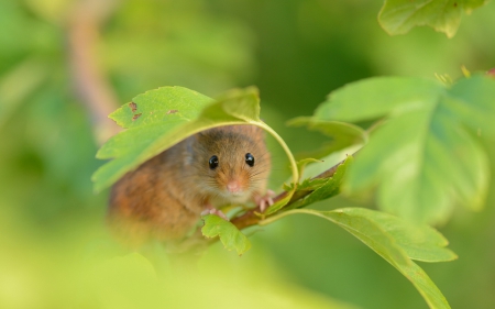 *** Mouse *** - animal, leaves, mouse, animals