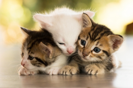 *** Kittens *** - cats, kittens, animal, animals