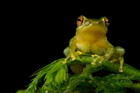 *** Frog *** - frogs, animal, animals, frog