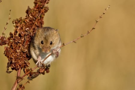 *** Mouse *** - animal, mouse, mouses, animals