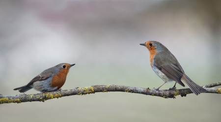 *** Birds *** - bird, birds, animal, animals