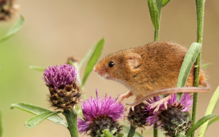 *** Mouse *** - animal, mouse, animals, flower