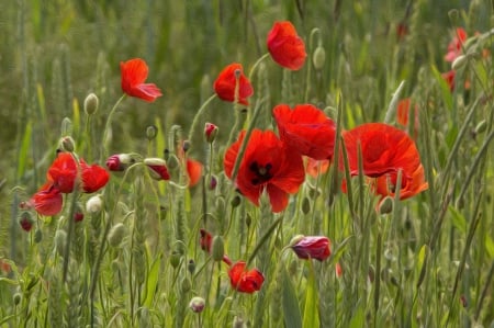 *** Poppies *** - flowers, red, nature, poppies