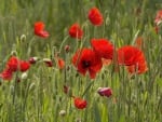 *** Poppies ***