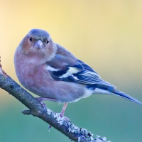 *** Blue bird ***