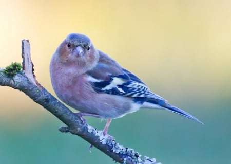 *** Blue bird *** - animal, animals, bird, blue