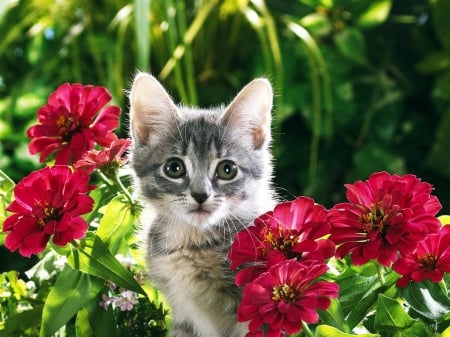 I SEE YOU KATE HATHEWAY  LOL - KITTY, CUTE, ADORABLE, FLOWERS