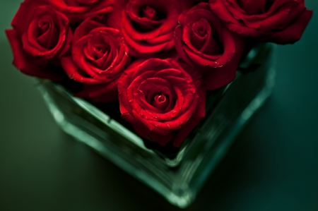 *** Red roses *** - flowers, flower, roses, nature