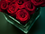 *** Red roses ***