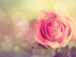 *** Pink rose ***