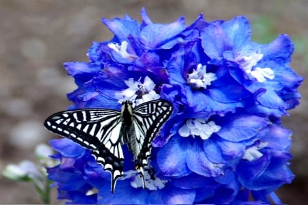 BUTTERFLY - butterfly, blue, flower, spring