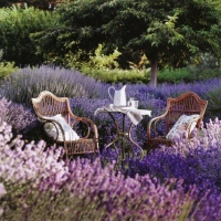 tea time  in lavender garden